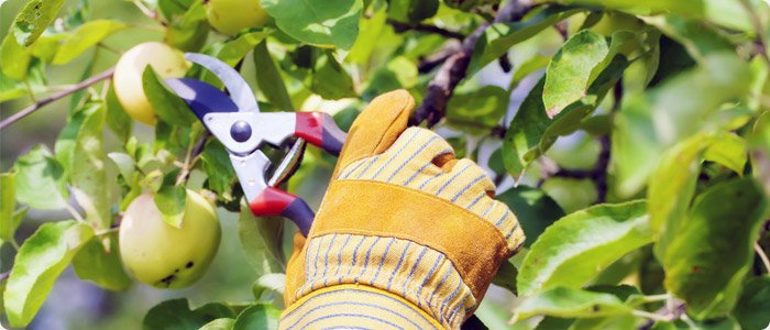 Elagage d'arbres fruitiers dans le Cantal